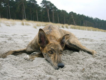 Galgo Espanol