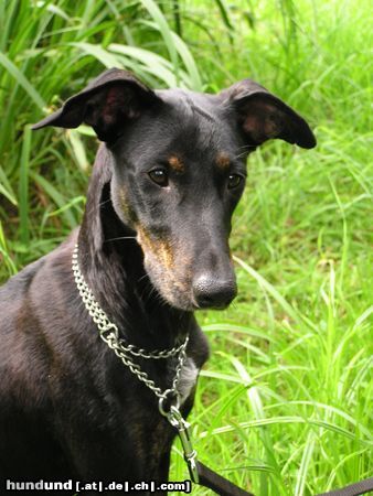 Galgo Espanol Hunde Foto 12784 Galgo Espanol Kira (galgomix?)