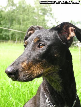 Galgo Espanol Hunde Foto 12785 Galgo Espanol unsere mausi