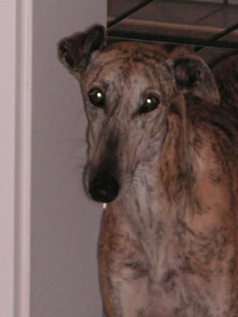 Galgo Espanol