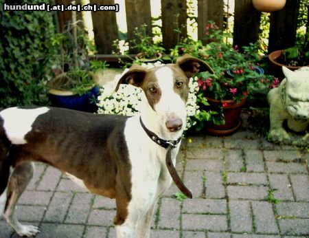 Galgo Espanol Hunde Foto 6008 Galgo Espanol Paula