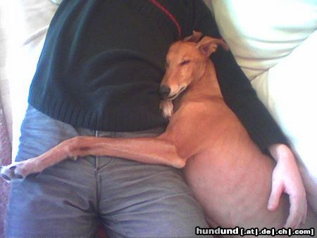 Galgo Espanol Prince