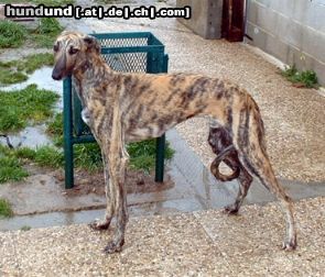 Galgo Espanol Hunde Foto 3627 Galgo Espanol Roma