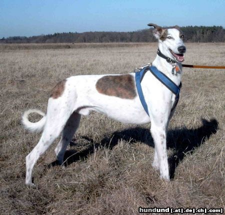 Galgo Espanol Hunde Foto 3629 Galgo Espanol Santi