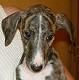 Galgo Espanol Sisko - 9 Wochen alt