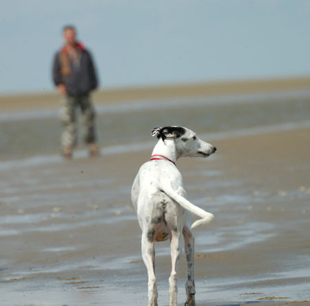 Galgo Espanol Luna macht Urlaub