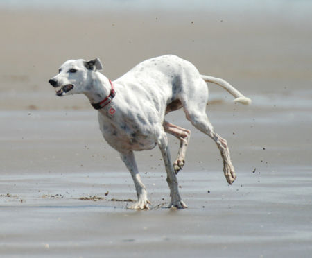 Galgo Espanol Luna macht Urlaub