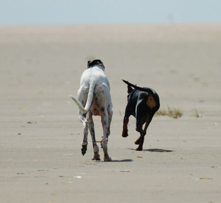 Galgo Espanol Luna und  Kaya (Deutscher Pinscher)