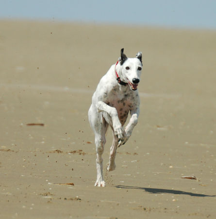 Galgo Espanol Luna - Juli 2007