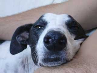 Galgo Espanol Hunde Foto 38670 Galgo Espanol