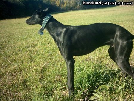 Galgo Espanol Hunde Foto 15925 in höherer Auflösung ansehen Galgo Espanol unser süßer pantera
