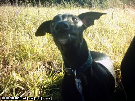 Galgo Espanol Hunde Foto 15926 in höherer Auflösung ansehen Galgo Espanol unser süßer pantera als drakula