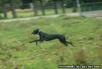 Galgo Espanol pantera im lauf