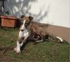 Galgo Espanol Hund