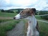 Galgo Espanol Hund