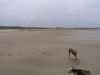 Galgo Espanol Foto: Nordseestrand 2005 CHICA+CARUSO Viel Platz zum Spielen (ID 25637) Galgo Espanol Hund