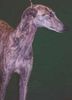 Galgo Espanol Hund