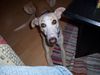 Galgo Espanol Hund