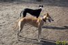 Galgo Espanol Hund