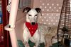 Galgo Espanol Hund