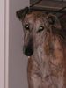 Galgo Espanol Hund