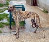 Galgo Espanol Hund