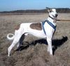 Galgo Espanol Hund