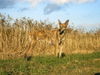 Galgo Espanol Hund