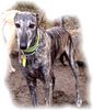 Galgo Espanol Hund