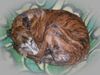 Galgo Espanol Hund