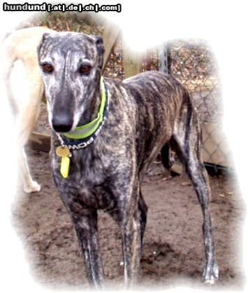 Galgo Espanol Hunde Foto 5594 Galgo Espanol Galgo espanol-Santo