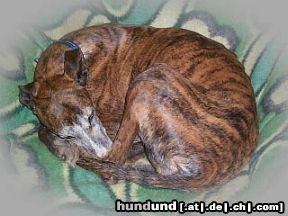 Galgo Espanol Trast
