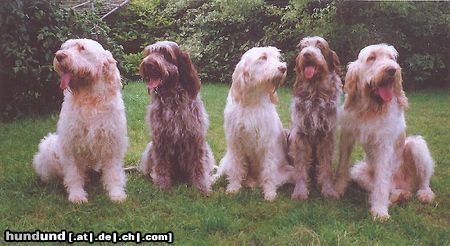 Spinone Italiano Hunde Foto 24243 in höherer Auflösung ansehen Spinone Italiano Kennel : I Teneri Amici