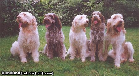 Spinone Italiano Kennel :   I Teneri Amici 