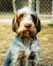 Spinone Italiano