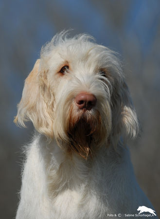 Spinone Italiano Gioia/Cortesiea Berboss