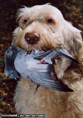 Spinone Italiano I Teneri Amici 