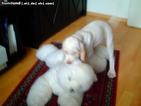 Spinone Italiano Hunde Foto 26622 Spinone Italiano spinonebaby mit eisbär