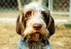 Spinone Italiano Hund