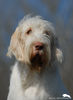 Spinone Italiano Hund