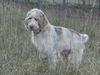 Spinone Italiano Hund