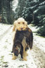 Spinone Italiano Hund