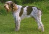 Spinone Italiano Hund