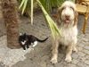 Spinone Italiano Hund