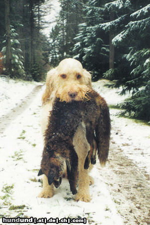 Spinone Italiano I Teneri Amici Allessandro