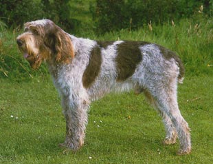 Spinone Italiano