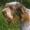 Spinone Italiano