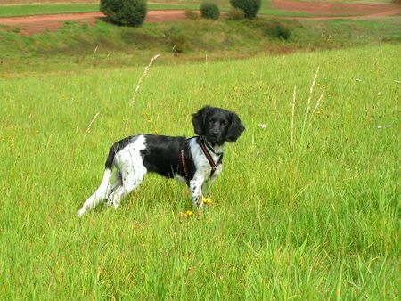 Stabyhond - Stabijhoun Hunde Foto 43538 Stabyhond - Stabijhoun Finja 4 Monate