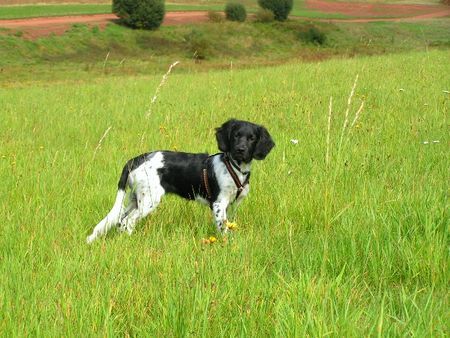 Stabyhond - Stabijhoun Finja 4 Monate