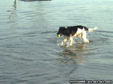 Stabyhond - Stabijhoun Hunde Foto 5018 Stabyhond - Stabijhoun teddy aus holland